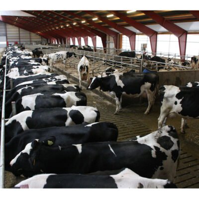 Prefabricated Steel Structure Cattle Shed