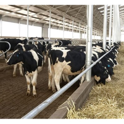 Prefabricated Steel Structure Livestock Shed Steel Poultry Farm Structures Steel Poultry Shed Steel Poultry Building