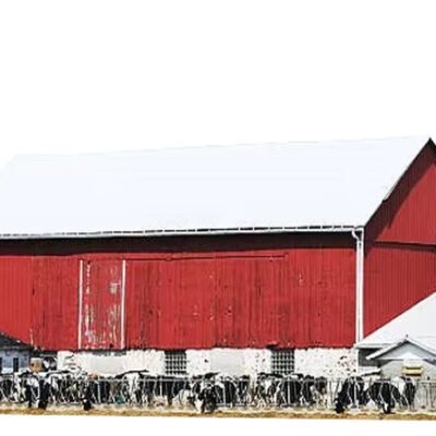 Steel Structure Barn for Horse and Cattle
